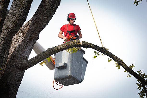 Best Hedge Trimming  in USA